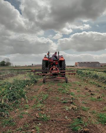 Afscheid nemen is altijd een beetje moeilijk. Toch is het opruimen van het kolenveld een belangrijke stap die grondig moet gebeuren. Achterblijvende resten kunnen ervoor zorgen dat knolvoet zich in de bodem nestelt. Dit is een hardnekkige schimmelziekte die het wortelgestel van planten fataal mistvormt. Beter voorkomen dan genezen dus! 

🥬 Morgen thuisverkoop van 10h tot 18h. Zaterdagochtend te vinden op de markt van Ieper.

#biologisch #bio #organic #vegan #healthyfood #healthyfoodie #plantbased #farm #freshingredients #sustainablefarming #localfood #bioboer #duurzamelandbouw #farmtotable #korteketen #lokaal #rechtvanbijdeboer #chefspecial #duurzaam #ieper #oostende #brugge #kortrijk #nieuwpoort #knokke #gent