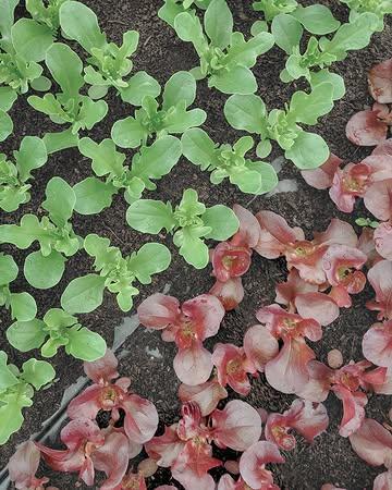 Enkele jonge sla plantjes die geduldig wachten om uitgezet te worden. Rond deze periode ligt de grond klaar en is het telkens uitkijken naar het juiste moment om met het team uit te planten. Hoewel het buiten wat frisser is dan goed, hebben we de gevraagde regen met open armen ontvangen en kunnen we hopelijk in een rechte lijn naar het zomerseizoen. Alle hens aan dek! 

🥬 Volgende vrijdag opnieuw thuisverkoop, bij voorkeur in de voormiddag & zaterdagochtend op de markt in Ieper. 

#biologisch #bio #organic #vegan #healthyfood #healthyfoodie #plantbased #farm #freshingredients #sustainablefarming #localfood #bioboer #duurzamelandbouw #farmtotable #korteketen #lokaal #rechtvanbijdeboer #chefspecial #duurzaam #ieper #oostende #brugge #kortrijk #nieuwpoort #knokke #gent

collaborators: demeter_de, demeter_nl