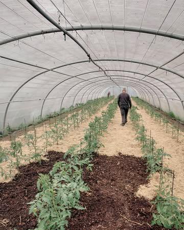 Dit jaar een vroege start voor onze tomaten. Stro, het restproduct van de speltoogst van afgelopen jaar, wordt gebruikt als mulch om de ondergrond te beschermen tegen uitdroging en onderdrukking van het onkruid. Full circle met het spelt dus. Voor positieve effecten op de organische stofbalans van de bodem zal het stro dan later ingewerkt worden. We hopen de eerste eigen tomaten zeker te kunnen leveren voor eind juni. Bestellingen kunnen reeds telefonisch doorgegeven worden. 

🍅 Volgende vrijdag opnieuw thuisverkoop, bij voorkeur in de voormiddag & zaterdagochtend op de markt in Ieper. 

#biologisch #bio #organic #vegan #healthyfood #healthyfoodie #plantbased #farm #freshingredients #sustainablefarming #localfood #bioboer #duurzamelandbouw #farmtotable #korteketen #lokaal #rechtvanbijdeboer #chefspecial #duurzaam #ieper #oostende #brugge #kortrijk #nieuwpoort #knokke #gent

collaborators: demeter_de, demeter_nl