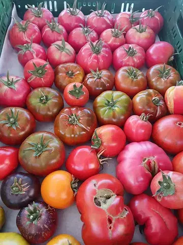 🍅 Daar zijn ze... onze eerste biodynamische tomaten.

Na maanden van zorg, geduld en groeien op het ritme van de natuur zijn de eerste tomaten eindelijk rijp. Vol smaak, puur en eerlijk, zoals de natuur het bedoeld heeft.

Vandaag staan we met onze verse oogst op de zaterdagmarkt in Ieper. Lukt het niet om langs te komen? Dan kun je ook bestellen via onze webshop.

Recht van het veld, met liefde geteeld en met respect voor de natuur. We hopen dat jullie er evenveel van genieten als wij. Graag tot straks op de markt of online! 🌿🚜

Mattias en Adelheid 

#biodynamisch #biofarm
#biomarkt #tomaten #zaterdagmarktieper