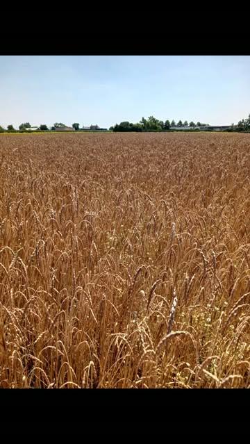 🌾 De spelt is geoogst! 🌾

Na maanden van groeien, gevoed door zon, regen en een gezonde bodem, is het moment eindelijk daar. Met veel zorg hebben we onze biodynamische spelt van het land gehaald. Elke oogst vertelt het verhaal van samenwerken met de natuur, geduld hebben en vertrouwen op het ritme van de seizoenen.

En we hadden dit jaar vrolijke hulp op het veld! 🚜🌾 Onze kleine helpers genoten met volle teugen van het oogsten, ontdekten hoe graan van het land komt en staken op hun eigen manier enthousiast een handje toe.  💚

Nu begint de volgende stap: de spelt wordt verder verwerkt, zodat we er binnenkort weer heerlijke, pure producten van kunnen maken. We zijn dankbaar voor deze mooie oogst en kijken ernaar uit om die met jullie te delen. 💛

Een oprechte dankjewel aan alle helpende handen:
🌾 Marc Bleys
🌾 Loonwerk Spruytte
🌾 Bert Lippens
🌾 Bakkerij Decock
🌾 IJzerkotmolen

Samen maken we van elke oogst een mooi verhaal. 🌾🤎

#biodynamisch #spelt #oogst #vanhetland #puur duurzaam samensterk lokalevoeding