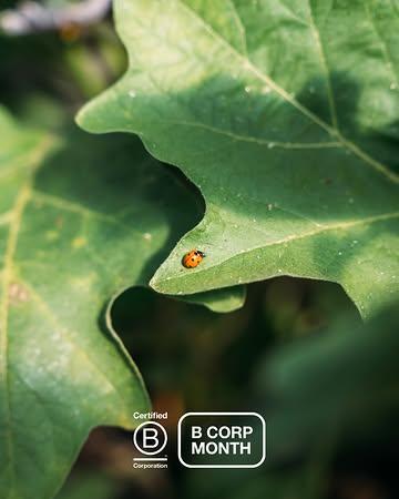 🌿 C’est le #bcorpmonth - et nous vous emmenons dans les coulisses de nos engagements.
Ce mois-ci, nous vous partageons comment notre vision se transforme en actions concrètes sur le terrain. Être certifié @bcorporation signifie répondre à des normes élevées en matière de performance sociale et environnementale, de responsabilité et de transparence, mais pour nous, c’est bien plus qu’une certification. C’est une manière de travailler, chaque jour.