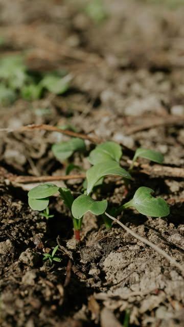 Du sol à la table en quelques semaines. On vous emmène dans les coulisses de nos radis. Du semis à la récolte. Le printemps a rarement aussi bon goût🫜

#agroecology #regenerativefarming #agricultureregenerative #sustainability #tournai