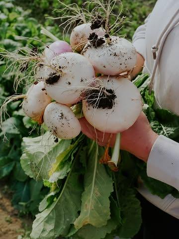 Du navet à la roquette, du chou au fenouil, notre potager déborde de vie. Grâce aux mains de nos stagiaires enthousiastes, nous veillons à récolter chaque légume à son apogée, à respecter le calendrier de plantation, à chouchouter nos cultures et à prendre soin de notre sol.
Nous sommes curieux : quel est votre légume préféré ?🥬🍅🫜