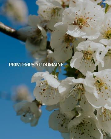 Les beaux jours arrivent, et cela se ressent au Domaine de Graux. Les troupeaux rejoignent doucement les prairies après un hiver à l’abri. Le maraîchage bat son plein et les premières plantations d’été sont en route. Dans le verger, les fruitiers ont révélé leurs fleurs. Et partout sur le Domaine, un travail discret mais essentiel se poursuit : entretien des clôtures, suivi de la faune, préparation des sols, soin aux animaux. Le printemps ici, ce n’est pas seulement une saison : c’est une série de décisions prises par notre équipe pour servir une terre qu’elle connait bien. 

La mise à jour complète du Domaine est en lien dans la bio.

#regenerativefarming #agroecology