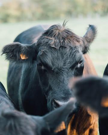 Bonne nouvelle : un nouvel arrivage de viande est prévu à partir du 26 juin.
Black Angus certifié bio, élevé en plein air dans notre pré-verger, nourri en autonomie fourragère. De la viande comme elle devrait toujours être.
Trois colis disponibles :
🥩 La Prairie Gourmande (BBQ) — 3 kg | 74€
2×500g cubes à brochettes · 1kg steaks · 1kg burgers pur bœuf
🥩 Le Colis Famille — 4 kg | 99€
1kg burgers · 1kg haché pur bœuf · 1kg rosbif · 1kg steaks
🥩 Le Master Angus (BBQ) — 4,5 kg | 145€
500g entrecôte · 1kg contrefilet · 1kg steaks · 1kg côte à l'os · 2×500g cubes à brochettes
Pièces à l'unité également disponibles : américains, entrecôtes, côtes à l'os…

Nos colis vous font économiser près de 5% sur la valeur totale des pièces, réduction valable aussi sur toute pièce supplémentaire commandée !

📦 Commande via le lien en bio 
📍 Enlèvement dès le 26 juin à la Petite Ferme, Domaine de Graux (Entrée via Rue du Bois)