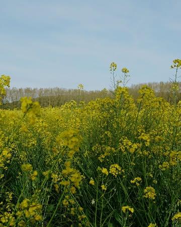 Aujourd'hui c'est la Journée Internationale de la Biodiversité. Le thème de cette année, « Agir localement pour un impact global », met en lumière le rôle des initiatives locales dans la préservation de la biodiversité mondiale.

Au Domaine de Graux, prendre soin du vivant fait partie de notre quotidien. C'est l'occasion de vous partager quelques-unes des actions concrètes que nous menons pour préserver et observer la biodiversité. 

Des BeeOtels pour accueillir les abeilles sauvages et mesurer la santé de notre environnement
Des nichoirs pour les mésanges, rougegorges et chouettes, nos alliés naturels contre les ravageurs
Nos sols contiennent jusqu'à deux fois plus de matière organique que la moyenne…

Curieux·se d'en savoir plus ? Retrouvez l'ensemble de notre démarche dans l'article Lien en bio