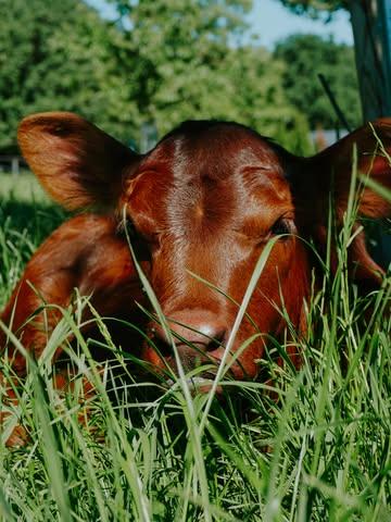 Nos belles Angus profitent pleinement de l’été. À l’ombre du verger, elles savourent leur foin frais et coulent des jours heureux. Et la meilleure nouvelle ? Quelques adorables nouveaux veaux viennent de rejoindre le troupeau !  Bienvenue dans la famille, les petits♥️