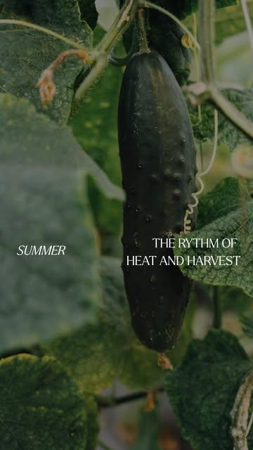 Every vegetable that leaves our market garden follows its own rhythm. For cucumbers, that means several weeks of growth, with no chemical inputs and no shortcuts.
That’s the whole idea behind our agroecological approach: observe the plant, adapt to what it needs, and give it the time to become the best version of itself.
Discover our Summer update from the market garden on our blog
#regenerativeagriculture #marketgarden #vegetablegrowing