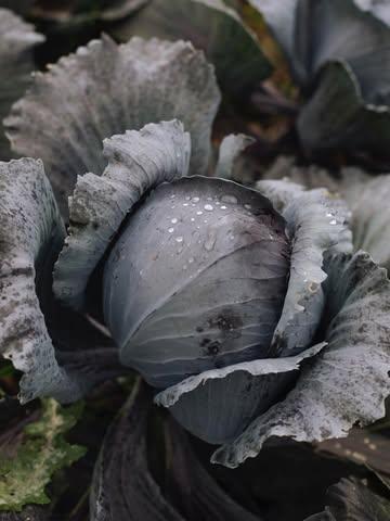 Trop chou non?

@tmaurine.food