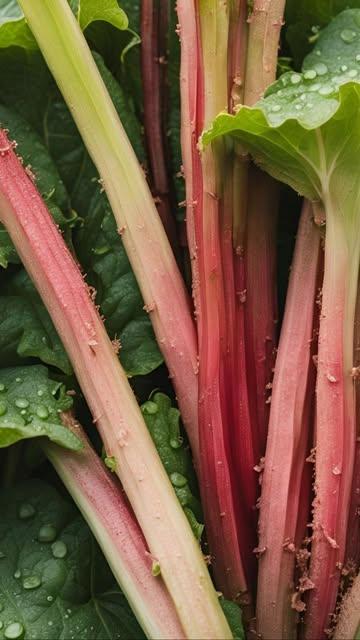 From garden to plate 🩷 Rhubarb from our estate, harvested in the garden and elevated by @francois__durand