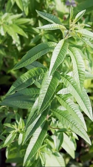 Sais-tu que la verveine citronnée est bien plus qu’une simple plante au parfum envoûtant ? 🌱🍋

👉 *Anti-stress naturel* : Cette plante merveilleuse est réputée pour ses propriétés apaisantes! 😌💆‍♀️

👉 *Facilite la digestion* : La verveine citronnée aide à soulager les troubles digestifs et favorise une digestion plus légère.🍹✨

👉 *Renforce l’immunité* : Riche en antioxydants et en vitamine C, la verveine citronnée booste vos défenses naturelles. Un combo gagnant pour traverser les saisons avec énergie et vitalité ! 💪🌿

*Notre secret ?* Une infusion parfaite de *verveine citronnée* dans un kombucha 100% naturel, fermenté à la perfection, pour une explosion de bienfaits dans chaque gorgée ! 💚

#kombucha #verveinecitronnée #bienêtre #santénaturelle #digestionfacile #immunité #antistress #boissonsaine #healthydrink #kombuchalovers #kombuchaaddict #naturalhealing #kombuchalife