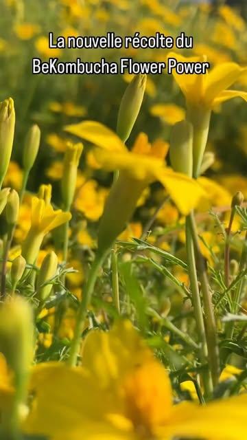 La nouvelle récolte du BeKombucha Flower Power.

#BeKombucha #botanical #kombucha #healthydrink #madeinbelgium🇧🇪 #flowerpower