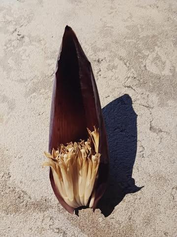 To a sincerely savoury year on the fields, rooted with earth, wildfarming, regenerative minds and togetherness. 🤎 @mondedesmillecouleurs 🤎 welcome for winterharvest & juicy affairs SA 10-13H #wildfarming #permaculture #foodforestry