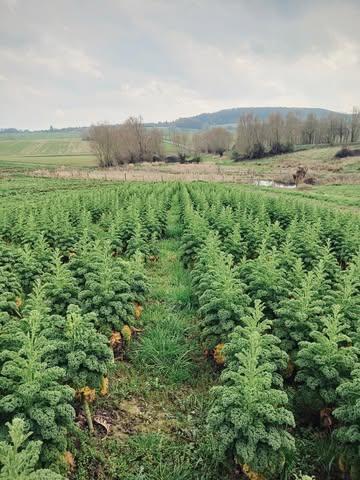 Kale boerenkoolbroccoletti 🥦 #wildfarming #foodforestry #permaculture