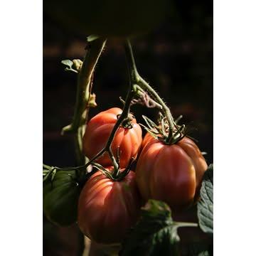 Onder een stralende zomerzon maakt Steven Desair - Ceci Est Passata -  smaakvolle Passata. De tomaten worden geplukt bij Dries Delanote van Le Monde des Mille Couleurs en bij Mattias Platevoet van De Blauwe Spie. 
Zon en smaak in een fles. 
.
.
.
@ceciestpassata @mondedesmillecouleurs @de_blauwe_spie 
#metliefdegemaakt #reportage #libellelekker