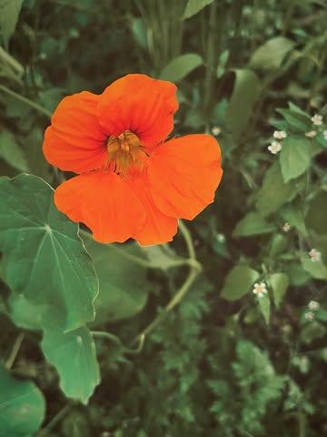 PRIMAVERA 🧡 visual poetry & blooming new website #wildfarming #permaculture #foodforestry #regenerativefarming 🌞 harvest @mondedesmillecouleurs 📷 @elvire_delanote