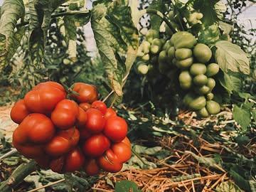 Morgen is er GEEN MARKT wegens RALLY YPER. Je kan wel al tropisch uitkijken naar de markt van zaterdag 4 juli met zomerblos én de eerste seizoenstomaten. Of onvoorwaardelijk wilde plannen maken voor wildfarming festival Bouche et terre 4.10.26. @mondedesmillecouleurs