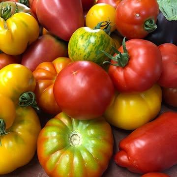 Tomaten.

Elf maanden per jaar eten we tomaten die eruitzien als tomaten, maar nauwelijks nog naar tomaat smaken. Te vroeg geplukt, op watercultuur geteeld, geselecteerd op houdbaarheid en transport in plaats van op smaak. De variëteit speelt uiteraard een rol, maar een tomaat die op water leeft in plaats van in een levende bodem, zal nooit dezelfde ziel hebben.

Dan breekt plots die korte periode aan. En ineens begrijp je weer waarom tomaten ooit een delicatesse waren.

Je hoeft daarvoor niet naar Puglia, de Amalfikust of Sicilië te reizen. Ze groeien ook hier, op enkele kilometers van Terminus.

Onze sterkte is nooit geweest om de duurste producten te kopen. Onze sterkte is het juiste product vinden, op het juiste moment, bij de juiste mensen.

Deze tomaten komen van onze copain Dries van Monde de Mille Couleurs. Zon, bodem, geduld en vakmanschap. Meer heeft een tomaat eigenlijk niet nodig.
Authentieke smaken... daar doen we het voor.
't Is 't moment. Eet tomaten.

Pierre Frontière – Restaurant Terminus & Superette

#RestaurantTerminus #Superette #PierreFrontière #MondeDeMilleCouleurs #Dries #TomatenSeizoen #Terroir #Westhoek #Watou #Lokaal #Seizoenskeuken #VanHetVeld #PureSmaak #Authentiek #SlowFood #TasteTheSeason