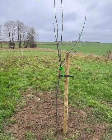 🆕 🍎 🍏 

Quelques pommiers ont été plantés dans la prairie derrière la ferme où le poulailler est installé 🤩

Ceux-ci serviront à faire de l’ombre aux poules durant les journées plus chaudes ainsi que de nous faire du bon jus de pomme ☀️ 🥤