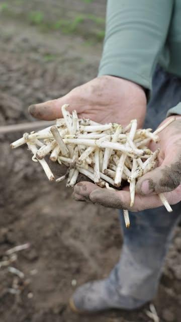 Denk eraan: deze uitzonderlijk zeldzame groente kent slechts een heel kort seizoen! Van Valentijn tot eind April.

Dit is hét moment om te genieten van hopscheuten, vers van het veld en met passie bereid.

Wilt u er alles over ontdekken  én ze proeven? Reserveer dan voor de exclusieve Hop-avonden in Hofke van Bazel op 19 of 26 maart.
De hopteler Jelle Temmerman is dan persoonlijk aanwezig om u alles te vertellen over deze Vlaamse delicatesse.
Reserveer online via www.hofkevanbazel.be.

Video door @rauw.media