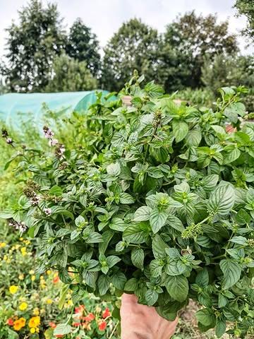 We’re done telling nature what to do.
From now on, nature tells us what to cook. ⚡️

Our self-built kitchen garden decides what’s on the menu.
This week’s answer: Thai basil pesto. 🌿