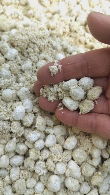 Devinez ce que c’est ?
On dirait de la neige de kōji. ❄️
En réalité :
un kōji de soja,
avec de la farine de riz.
Un essai pour une sauce soja sans gluten.
Rendez-vous dans deux ans.

#nuu #Koji #shoyu #miso #umami