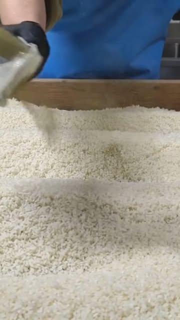 The sacred start.
​Koji inoculation in progress. 
Now begins three days of dedicated cultivation.
Watching, waiting, and breathing with the mold.
#Koji #miso #Fermentation #champignons #Brussels