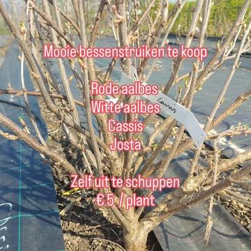 We stekten onze bessenplanten, maar niet alles werd uitgeplant en nu staan er mooie bessenstruiken die moeten wijken voor bramen. 
Wie geeft ze een nieuwe thuis?

Je kan ze komen uitschuppen tot 29/3.
Ze zullen als snel bessen geven!

#bio