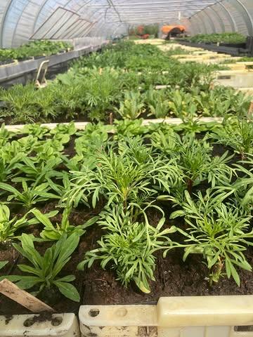 Een zee van groen! 💚🌱🪴Jouw favorieten bestellen kan nog tot en met 29/04. Je plantgoed afhalen kan op 3/05 tussen 13u tot 17u. Ter plaatse kan je genieten van een plantaardig marktje, wat lekkers en een streepje muziek. 

* Je planten afhalen kan ook op een ander moment. Lukt 3/05 niet voor jou? Vermeld het dan in de opmerking bij de bestelling.