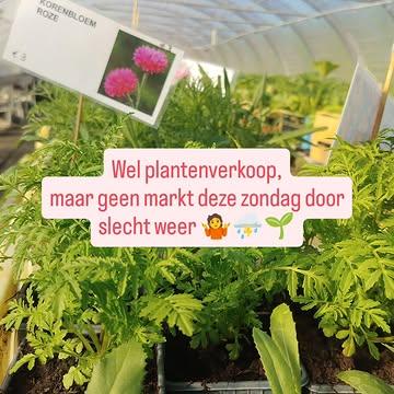 Helaas, de o zo welkome regen komt net op die dag dat ik het echt droog wil... Zo gaat dat dan. 
Geen marktje dus, wel plantenverkoop in de serre!