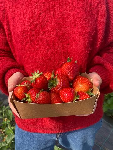 Zie ze blozen! Bij deze is de aardbeienpluk geopend! 🎉🍓🥹