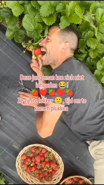 Biologische aardbeien, dat is
🍓 superveel smaak
🍓 in volle grond gekweekt
🍓 zonder pesticiden (wist je dat gangbare aardbeien een van de meeste bespoten gewassen zijn?)
Met de voorspelde ☀️zonnige dagen☀️ zullen er veel aardbeien rijpen. Het moment dus om te komen plukken!
€ 12/kg

Wij zijn alle dagen open, het is volledig zelfbediening, geen afspraak nodig.
Alle instructies vind je op het veld.
Vennestraat over nr 7 in Zemst
Tot gauw! 🍓♥️🍓