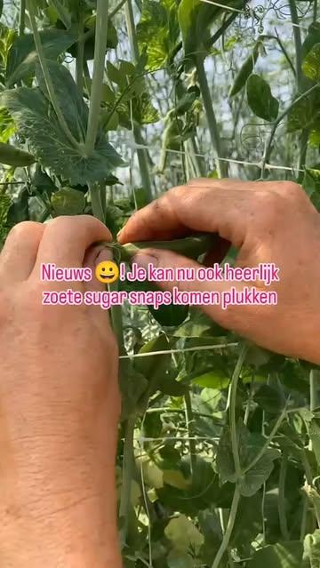 Sugar snaps zijn heerlijke zoete en knapperige erwtjes die je met de peul eet.
🌱 Je kan ze plukken in de serre
🌱 Pluk enkel de dikste, die zijn het zoetst
🌱 Pluk ze met 2 handen. Met 1 hand hou je de plant vast, met de andere trek je het steeltje los.

#bio
#lokaal
#kraakvers