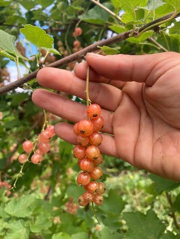 Het is eind juni en dat betekent dat behalve de frambozen ook de eerste roze aalbessen en stekelbessen rijp genoeg zijn om geplukt te worden ☀️

Pluktip: de rijpste, en dus ook de zoetste, voelen wat zacht aan en moeten gemakkelijk loslaten. Laat onrijpe bessen zeker hangen. Die zijn te zuur en hebben nog wat zon nodig. 

Wist je trouwens dat roze aalbessen veel zoeter zijn dan hun rode soortgenoten. En als je dat nog niet wist, dan kan je dat dus zelf komen ondervinden. Welkooooom 😋