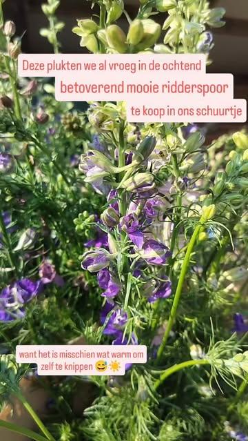 Als de ridderspoor geoogst moet worden... 
Dan oogsten wij ridderspoor!
Te mooi om niet te knippen, bij dag en dauw en vogelgezang 🐦🌄☀️🌸
Sterke bloemen in de vaas, ze houden lang en de bloempjes komen mooi open.

#biobloemen
#weelde