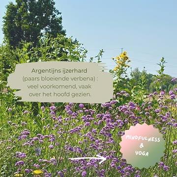 🌸

Kom deze zomer bij 𝐚𝐚𝐫𝐝𝐢𝐠 Zitten om de aarde, de wind, de magnifieke bloemenpracht te ervaren.

𝟯 𝘅 𝗠𝗶𝗻𝗱𝗳𝘂𝗹𝗻𝗲𝘀𝘀 & 𝗬𝗼𝗴𝗮
🌼 rustige stretches
🌼 kalmerende ademhalingsoefeningen
🌼 wandel- & zitmeditatie
🌼 geen ervaring vereist

📆 28/7 - 11/8 - 22/9
🕰️ 19u00-20u30

Boeken via Momoyoga (link in bio)

#Yoga #mindfulness #zininzen #zijnmetwatis #yogainhetgroen #ijzerhard