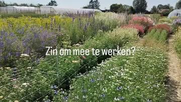 Zin om mee te werken op deze prachtige plek?
Fysiek bezig zijn in buitenlucht en -licht.
Je hoofd leeg maken.
Bijleren over bloemen en groenten telen.
Met een mooie bos bloemen naar huis.

Wees welkom, er is hier altijd werk en wij zijn altijd blij met extra handen 😀

Groetjes van team Aardig!