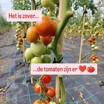 Jawel jawel, er kan geplukt worden. Komende weken verwachten we massa's tomaten!

🍅Tomatotime🍅