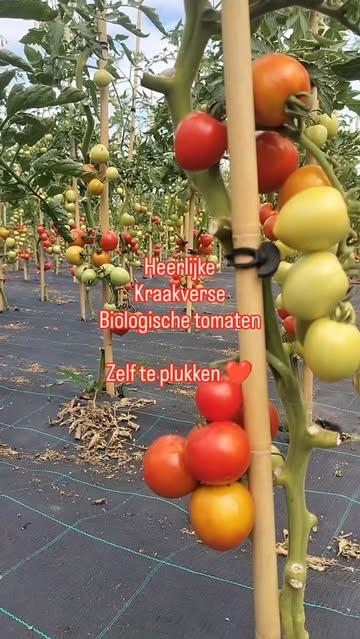 🍅❤️🍅 Heerlijke biologische tomaten.
Van eigen bodem, met liefde geteeld.
Maak een voorraad passata, soep, saus...

Passata maken = simpel!
🍅 Pluk veel tomaten
🍅 Snijd ze in 2
🍅 Kook ze gaar
🍅 Doe ze door de passe vite
🍅 Kook in tot gewenste dikte (of giet al wat kookvocht af als ze gaar zijn gekookt)
🍅 Vul propere glazen bokalen met kokende saus
🍅 Meteen deksel erop en potten omdraaien

Als ze afgekoeld zijn zet je ze weg op een donkere plek en kan je ze heeeeeeel lang bewaren.

De beste tomatensaus!

€ 3,5/kg
Vanaf 5 kg € 3/kg
Vanaf 10 kg € 2,5/kg
Vanaf 25 kg € 2/kg

Wij zijn altijd open, het is volledig zelfbediening. 
Vennestraat over nr 7 in Zemst.

Tot tussen de tomaten! 🍅❤️🍅