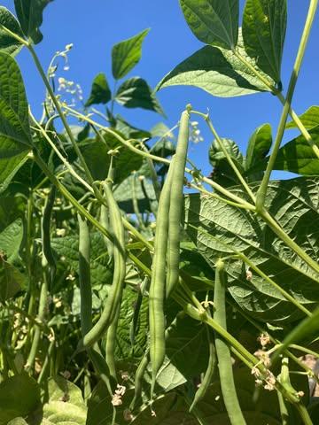Wij hebben een boontje voor jullie! 💚
Waar? Vanachter op het veld rechts van de tomaten, achter de courgettes. 
Wie plukt die wint (€9/kg) 😉