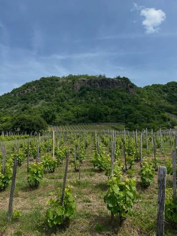 A while ago we visited Hungary’s wine regions. Exploring these volcanic landscapes and tasting wines at their source was a powerful reminder of the depth, history, and potential that Hungarian wine holds. We were especially struck by the ancient grape varieties that define these regions — Juhfark, Furmint, and Hárslevelű. Grown on soils shaped by long-extinct volcanoes, these grapes produce wines with incredible energy, purity, and a strong sense of place. Juhfark from Somló is sharp and mineral, Furmint from Tokaj offers structure and tension, while Hárslevelű brings aromatic complexity and charm.
A warm thank you to our importer @roelandfort and sweetest Maria @borett_wines for guiding us. A big thank you to the winemakers who opened their cellars and told their stories and shared the most fantastic home cooked dinners. Their passion and hospitality (and pálinka) made this visit unforgettable. Also a big thank you to all the amazing people we met, we love you all! We’re proud to now feature a selection of these wines on our list.

-

Een tijd geleden trokken we door de wijnregio’s van Hongarije. Tussen de oude vulkanen en wijngaarden ontdekten we wijnen met karakter, geschiedenis en enorm veel potentieel. Het was bijzonder om de druivenrassen te proeven die deze streek zo uniek maken — Juhfark, Furmint en Hárslevelű. De druiven vinden hun oorsprong in oude vulkanische bodems – en dat proef je: Juhfark uit Somló is strak en mineraal, Furmint uit Tokaj geeft spanning en structuur, en Hárslevelű voegt daar een aromatische gelaagdheid en charme aan toe.

Dank aan onze importeur @roelandfort en Maria @borett_wines voor je begeleiding en gastvrijheid. Ook dankjewel aan de wijnmakers die hun kelders voor ons openstelden, hun verhalen deelden en ons ontvingen met heerlijke huisgemaakte maaltijden. Hun passie en gastvrijheid (en pálinka) maakten deze reis onvergetelijk. Met trots staat een selectie van deze wijnen op onze wijnkaart.