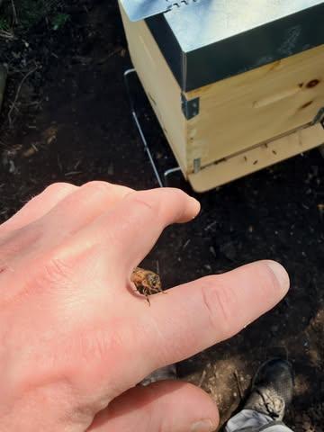 Installation des ruches par @maisonnokin ce jour.
D’ici la fin de saison, les abeilles noires remplaceront les buckfast.
Hâte de pouvoir goûter notre miel!