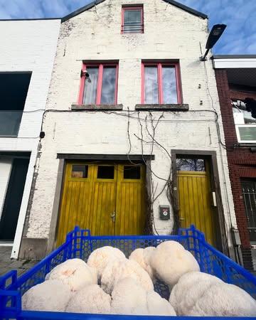 NIEUW! 🍄Lion’s Mane! 🍄

Yes, we got it! 🎉 Vanaf nu vind je Lion’s Mane bij Maison Champignon – dé paddenstoel die niet alleen next-level lekker is, maar ook bomvol health benefits zit!

✨ Smaak: Denk aan een zachte, kreeftachtige bite met een vleugje umami.
🧠 Brain boost: Ondersteunt focus, geheugen en zenuwstelsel.
🌱 Vegan friendly: Perfect als plantaardig alternatief voor seafood of steak!

👨‍🍳 Zo gebruik je ‘m:
- Bak hem goudbruin in boter & knoflook – simpel & geweldig
- Gooi hem in je ramen of risotto voor extra diepte
- Maak er krokante taco-vulling van met een spicy marinade!

Nu aan de deur verkrijgbaar voor €15/500g Kom ‘m scoren bij Maison Champignon en upgrade je keuken.