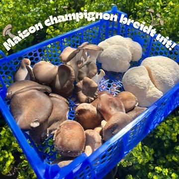 Wij hebben niet stil gezeten! 🍄‍🟫☀️

De zomer brandt de laatste dagen! Geniet van de zon, de koude drankjes en de lachende gezichten! Wij beschermen onze paddenstoelen van deze hitte en zullen in july en augustus niet meer op de ambachtenmarkt in Leuven te vinden zijn! 

Wij blijven wel kweken voor onze lieve horecazaken & trouwe abonnees, dus wil jij ook graag Leuvense paddenstoelen of onze productjes eens proberen? 
Stuur een DM! 📩
(Of bezoek onze website!) 

Tot in September op de markt! 
(Of aan onze deur!) 🏡

Tekeningen door @low_iq__vg 🧑‍🎨