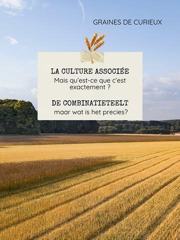 La culture associée, c’est notre secret pour une agriculture qui travaille avec la nature plutôt que contre elle. En faisant pousser plusieurs plantes ensemble, nous favorisons la diversité au cœur de nos champs belges. 🇧🇪 

Résultat ? Des cultures plus résistantes, des sols mieux préservés et, surtout, encore plus de goût dans vos assiettes. 🍽️💚

C’est ça, l’esprit Graines de Curieux. 🌱

👉 Découvrez notre gamme complète sur www.grainesdecurieux.com

***

Mengteelt is ons geheim voor een landbouw die mét de natuur werkt, in plaats van tegen haar. Door verschillende planten samen te laten groeien, bevorderen we de diversiteit op onze Belgische velden. 🇧🇪

Het resultaat? Weerbaardere gewassen, een gezondere bodem en vooral nog meer smaak op je bord. 🍽️💚

Dat is de Graines de Curieux-spirit. 🌱

👉Ontdek ons volledige assortiment op  www.grainesdecurieux.com

#naturefriendly #belgianfood  #qualityfood
