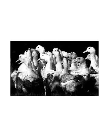 Foie gras paysan 🦆

Nichée au cœur de l’Ardenne, 
j’ai découvert une réalité devenue presque invisible.

Ici, le foie gras se fait encore à l’ancienne. 
Un des rares à perpétuer un gavage au grain, 
des méthodes paysannes, lentes, sans compromis.

Pas de mise en scène. 
Juste une terre, un homme, et un savoir-faire qui résiste au temps.

En cuisine, tout devient évident. 
On n’ajoute pas, on respecte.

Le portrait, l’élevage, les gestes, l’histoire 
sera dévoilé dans quelque temps.

SAPIENS

#foiegras #gaultetmillau #finecuisine