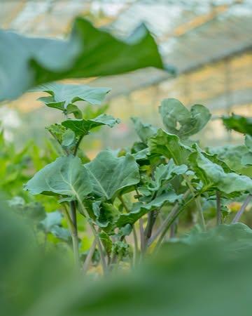 Eeuwige moes groeit seizoen na seizoen, en wij groeien mee. 🌿

Onze naam is het vertrekpunt van alles wat we doen in onze botanische kruidenkwekerij en culinair atelier. We telen met aandacht, maken onze eigen blends en openen onze serre voor wie wil meekijken op de momenten dat het er echt toe doet.

#kruiden #moes #kwekerij