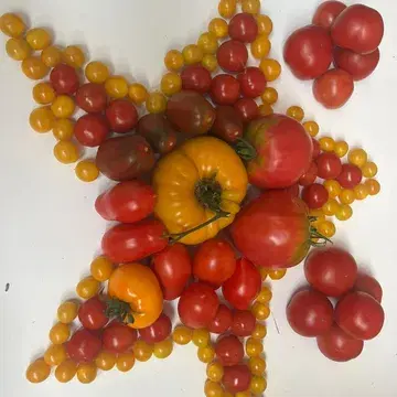 Tomaten van eigen kweek