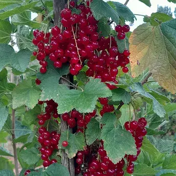 Genievers 🥰😍🤩